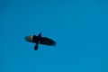 Raven flying under the blue sky