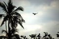 Raven flying in palm tree landscape Royalty Free Stock Photo