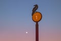 Symbolic sign post of solitary raven silhouette on twilight evening with full moon sky at Grand Canyon Arizona USA