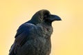 Raven in the green grass. Feeding scene from nature. Black bird from Germany. Bird with food. Meadow with raven. Wildlife scene wi Royalty Free Stock Photo