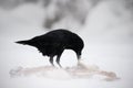 Raven with hare carcass during snow storm. Strong wind with snow during winter. Raven, black bird sitting on the snow tree during