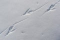 Walking Raven - Tracks in the Snow