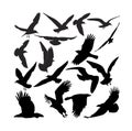 Raven hawk eagle gulls crow Royalty Free Stock Photo