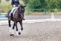 Raven horse with rider walking on dressage contest Royalty Free Stock Photo