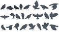 Raven icons set cartoon vector. Animal bird Royalty Free Stock Photo