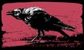 Raven illustration Royalty Free Stock Photo