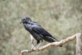 The raven ios a black bird on a perch Royalty Free Stock Photo