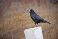 Raven isolated on blurry brown background.