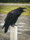 A large raven in the Yukon Territory