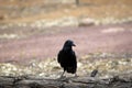 Raven, Wilpena Pound, Flinders Ranges, South Australia, Australia Royalty Free Stock Photo