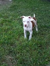 Raven 3 month american rednose frenchie Royalty Free Stock Photo