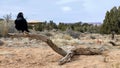 Raven - Needless District - Canyonlands National Park - Utah