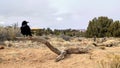 Raven - Needless District - Canyonlands National Park - Utah