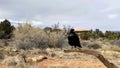 Raven - Needless District - Canyonlands National Park - Utah