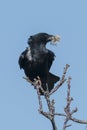 Raven with nesting material in its beak sits on a branch, ruffled by the wind Royalty Free Stock Photo