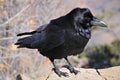 Raven is one of several larger-bodied species of the genus Corvus