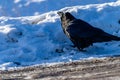 Raven playing in the snow. Banff National Park Alberta Canada Royalty Free Stock Photo