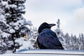 Raven sitting on a parked car Lake Louise. Banff National Park Alberta Canada Royalty Free Stock Photo