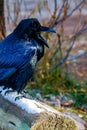 American raven gets a good look at it\'s territory. Jasper National Park Alberta Canada
