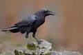 Raven with open beak sitting on the stone. Moose stone with black bird. Black bird in the nature habitat. Raven on the rock. Wildl Royalty Free Stock Photo