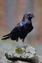 Raven with open beak sitting on the stone. Moose stone with black bird. Black bird in the nature habitat. Raven on the rock. Wildl Royalty Free Stock Photo