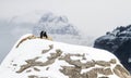 Raven pair in snowy mountains