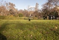 Raven in a park in Vienna, Austria Royalty Free Stock Photo