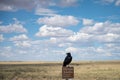 Raven perched atop a highway sign in an arid desert landscape