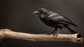 Raven Perched On Branch: A Captivating Close-up Shot