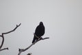 Raven (Corvus) silhouette