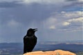 Raven at Bryce Canyon against storm background Royalty Free Stock Photo