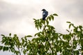 Raven perching on a green tree top Royalty Free Stock Photo