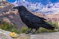 Raven with a piece of bread in its beak on the background of the Grand Canyon