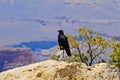 Raven in Profile, Grand Canyon National Park