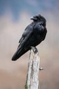 Raven Perched on Dead Tree