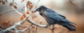 Raven resting on a branch with dried leaves background