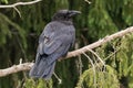 Raven resting on a branch