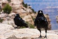 2 Raven Royalty Free Stock Photo