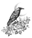 Raven with Roses Pencil Drawing