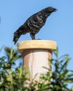 Raven Sculpture at RHS Hyde Hall in Essex, UK