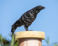 Raven Sculpture at RHS Hyde Hall in Essex, UK