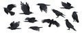 Raven set. Black crow silhouettes, blackbird different poses flying wild animal character icons for logo tattoo design Royalty Free Stock Photo