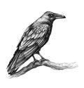 Raven  Side View Pencil Drawing Royalty Free Stock Photo