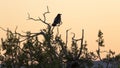 Raven silhouette in tree at sunset Royalty Free Stock Photo