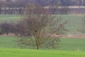 a raven sits in a bush