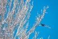 Raven sits on a tree