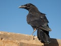 Raven sitting on a stone