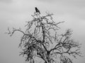 Raven sitting on the top of dry tree