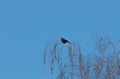 Raven sitting on top of the tree Royalty Free Stock Photo