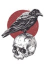 Raven on Skull Royalty Free Stock Photo